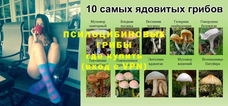 mega ссылка  Железногорск  Галлюциногенные грибы Psilocybe  купить наркотики сайты 